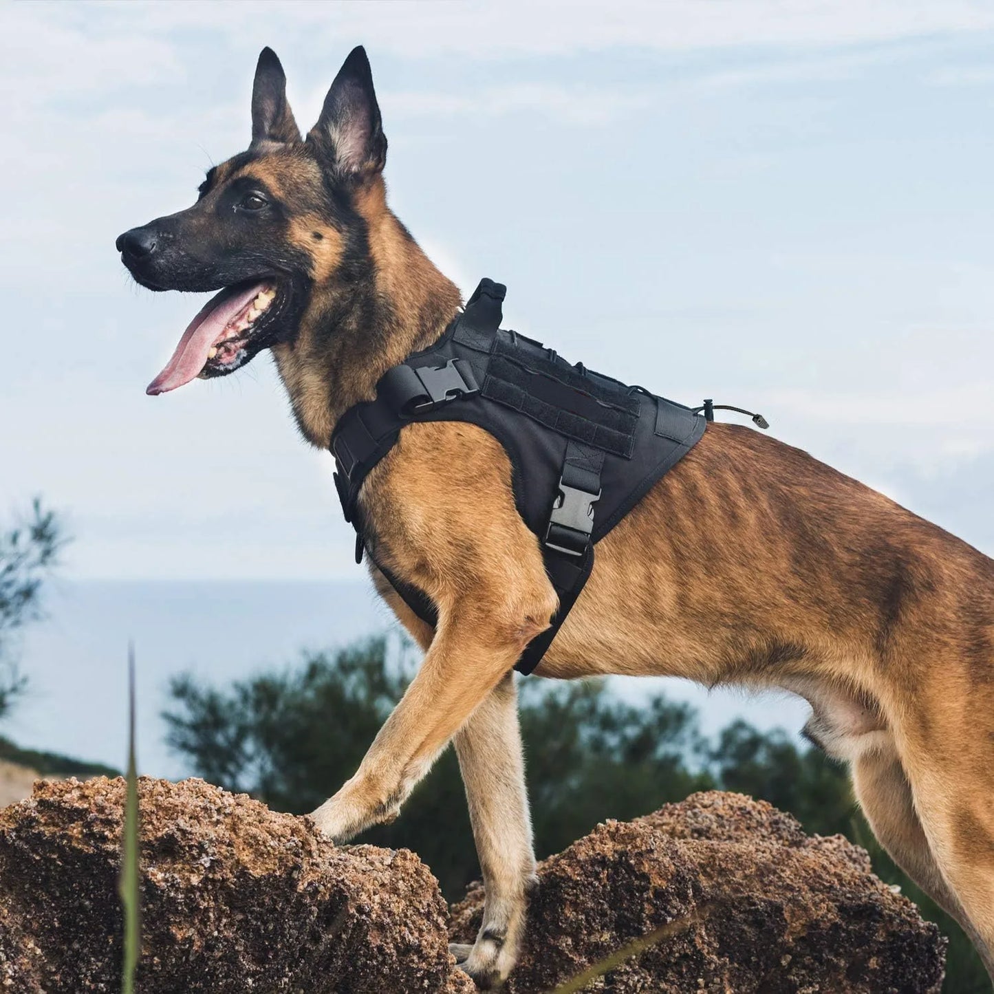 Arnés Táctico para Perro Antitirones Ajustable con Asa - Asa de Control